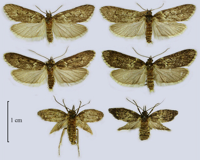 Oecophoridae image